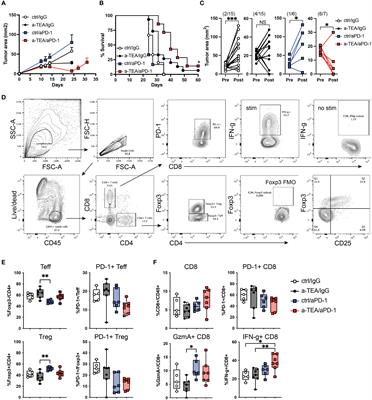 Enhancement of anti-tumor efficacy of immune checkpoint blockade by alpha-TEA